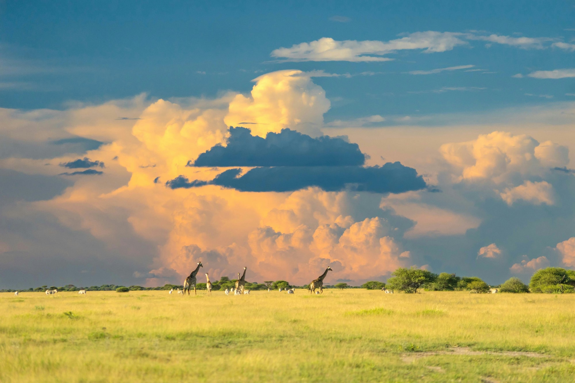 Maasai Mara, Kenya — giraffes moving across the plains beneath an acacia at sunset