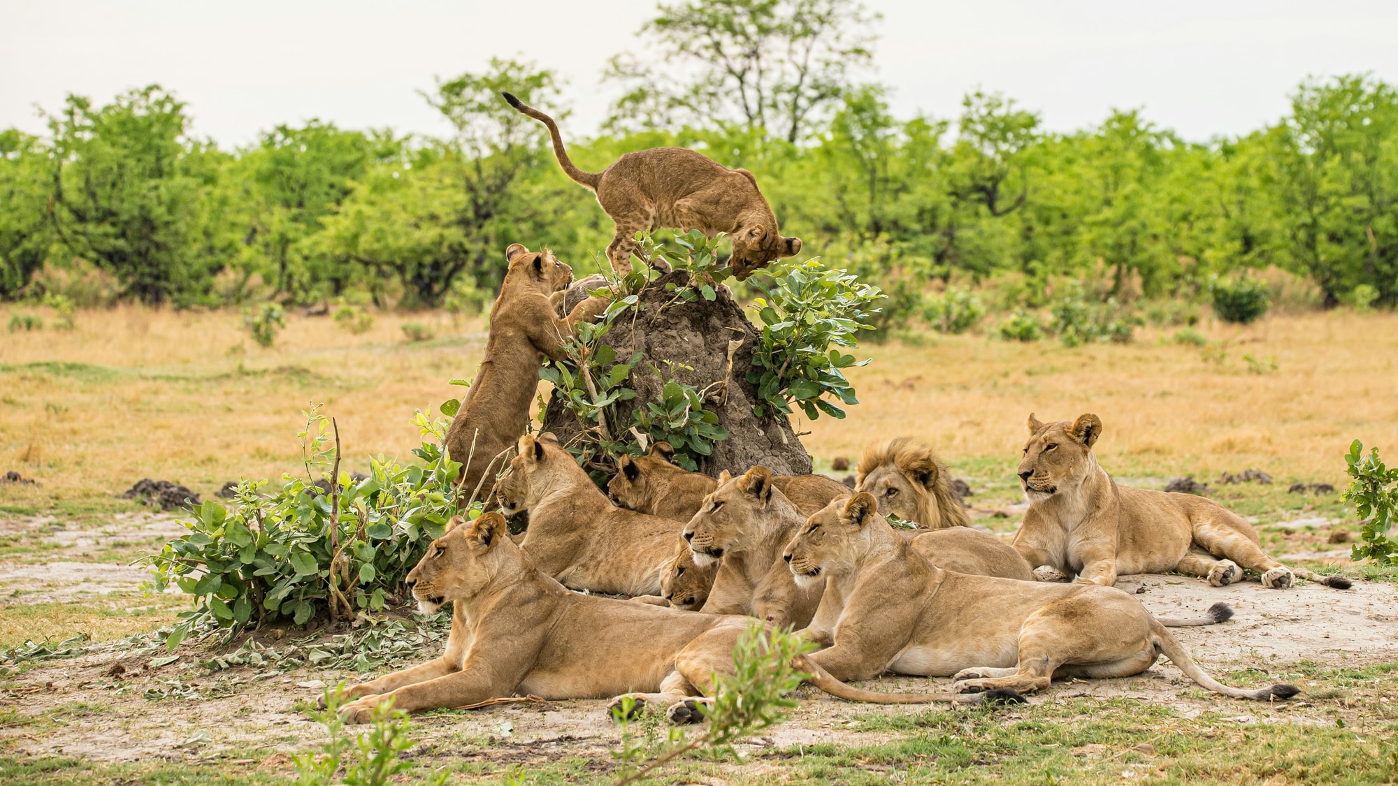 Savuti, Chobe National Park, Botswana — a lion pride resting in the shade of the bush