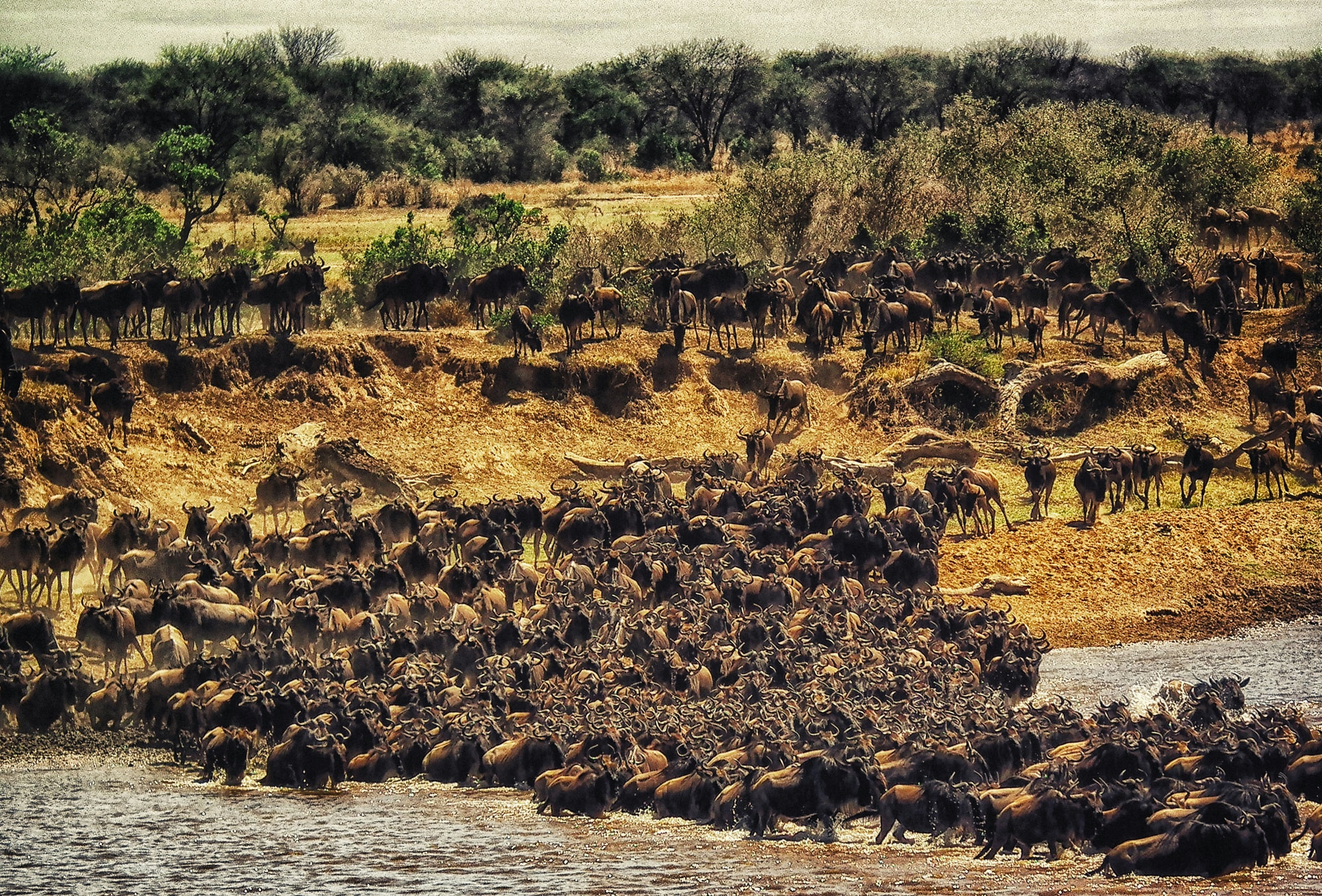 Maasai Mara, Kenya — the wildebeest migration crossing the Mara River
