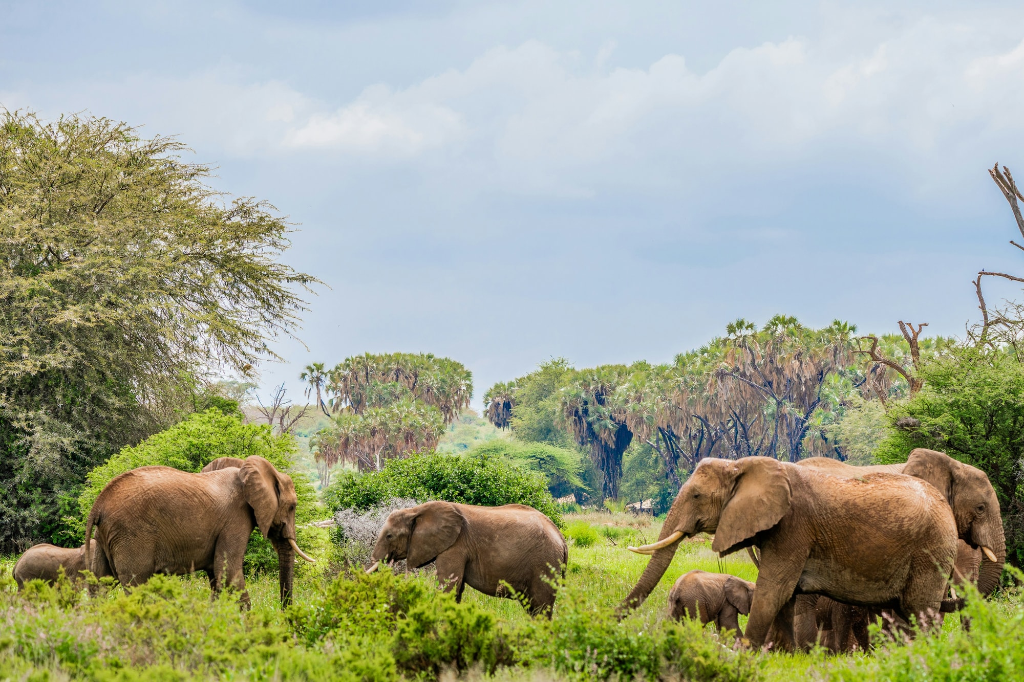 Samburu National Reserve, Kenya — elephants grazing in the green hills of Samburu