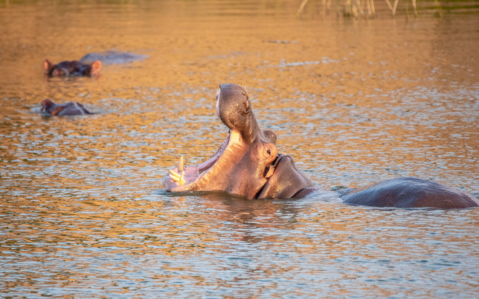 Queen Elizabeth National Park, Uganda — a hippo surfacing in the Kazinga Channel