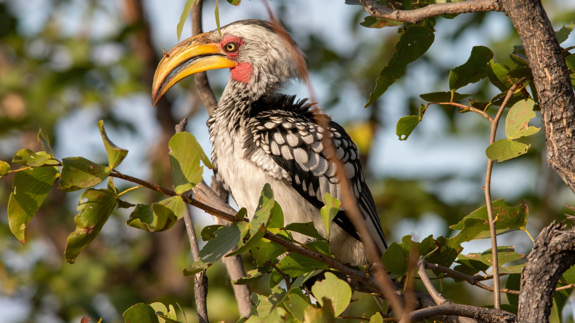 Moremi Game Reserve, Botswana — a yellow-billed hornbill in the morning light