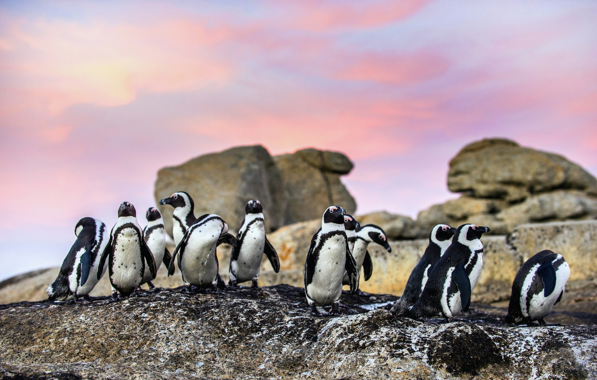 Boulders Beach, Simon's Town, South Africa — African penguins gathering on the rocks at sunset
