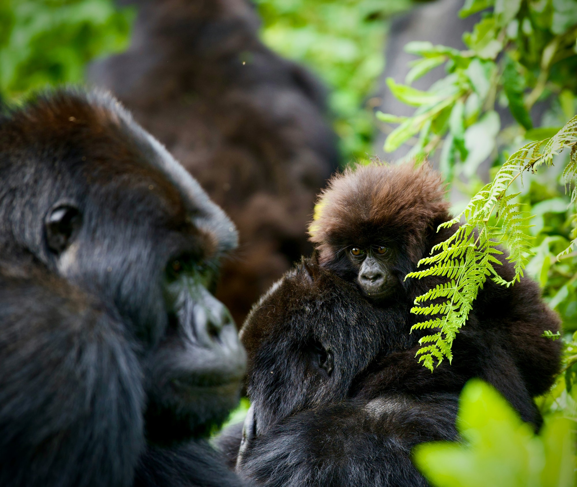 Volcanoes National Park, Rwanda — tracking mountain gorillas through the bamboo forest