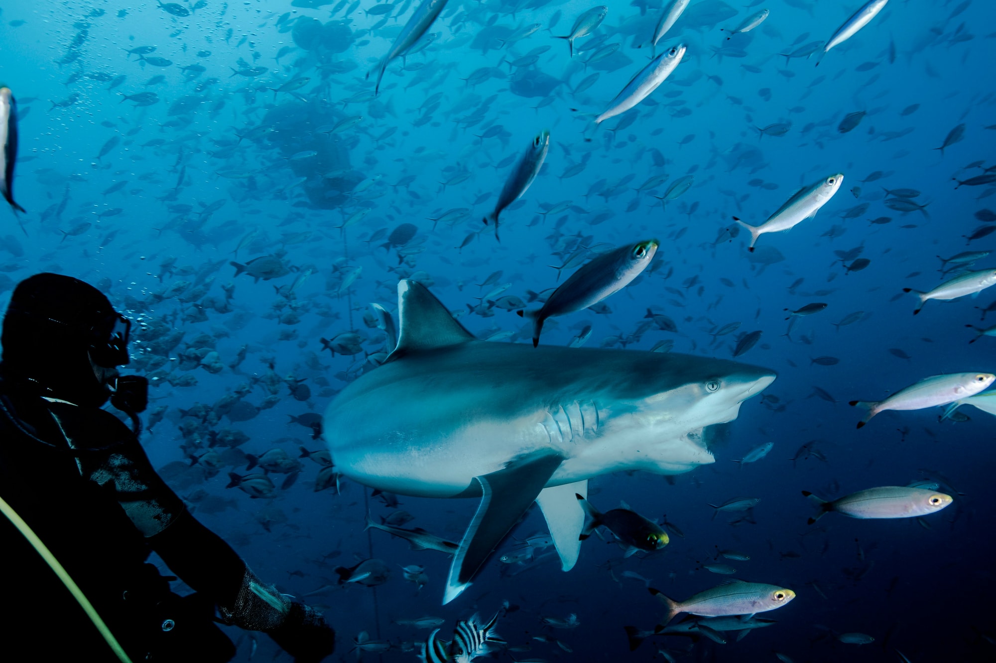 Australasia experience