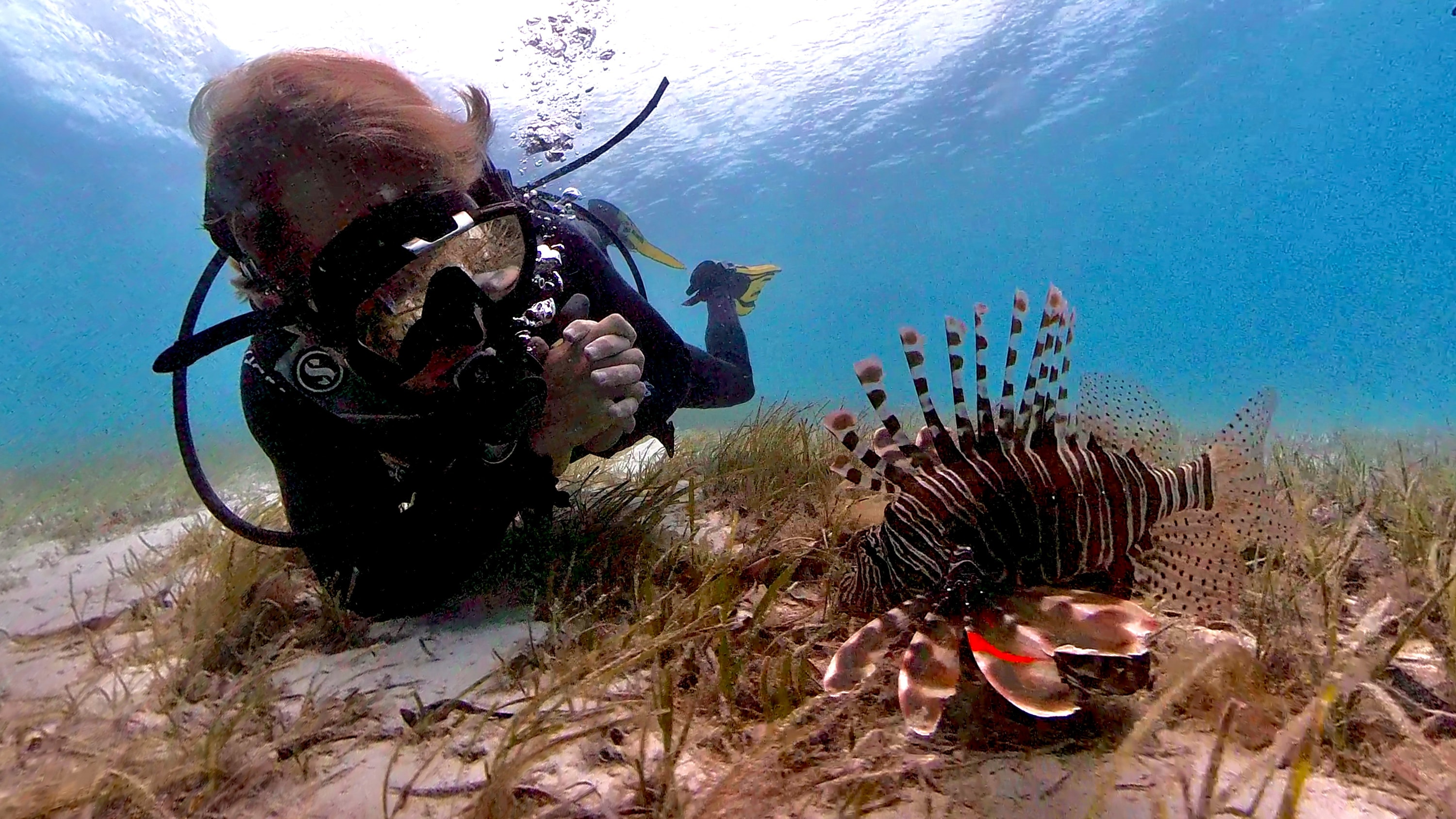 Mnemba Island Marine Conservation Area, Zanzibar — diving with a lionfish in the Mnemba conservation area