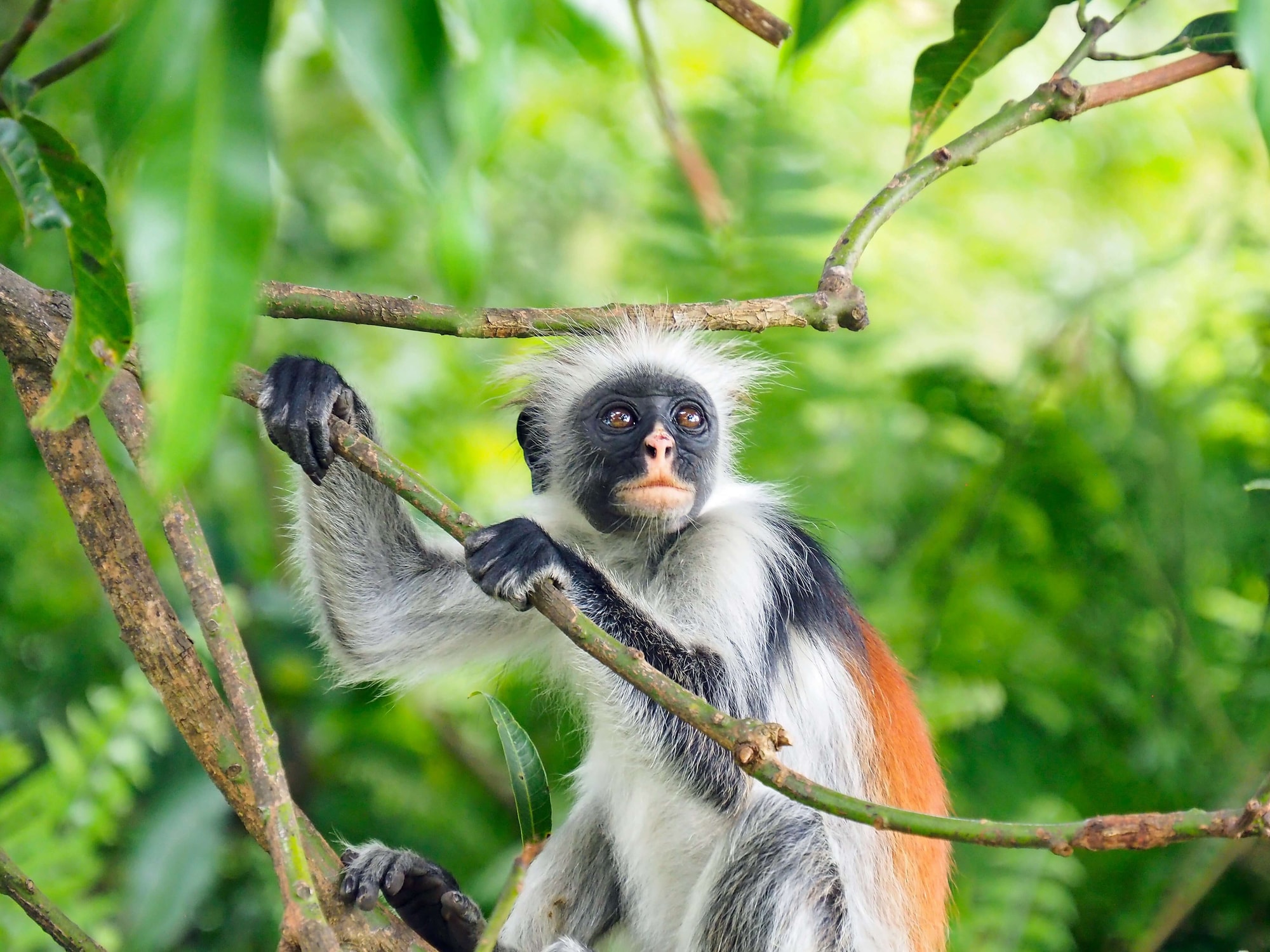 Jozani-Chwaka Bay National Park, Zanzibar, Tanzania — a red colobus monkey in the Jozani Forest