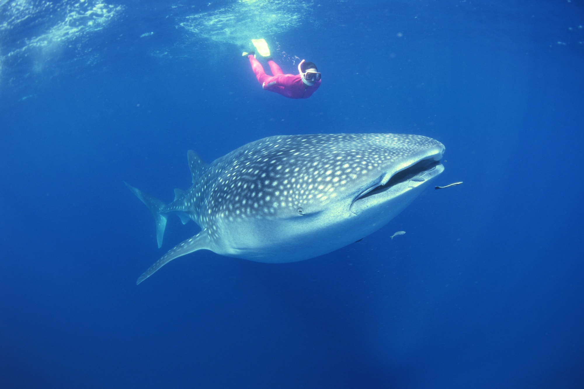 South Ari Marine Protected Area, Maldives — snorkelling with whale sharks in the South Ari Atoll