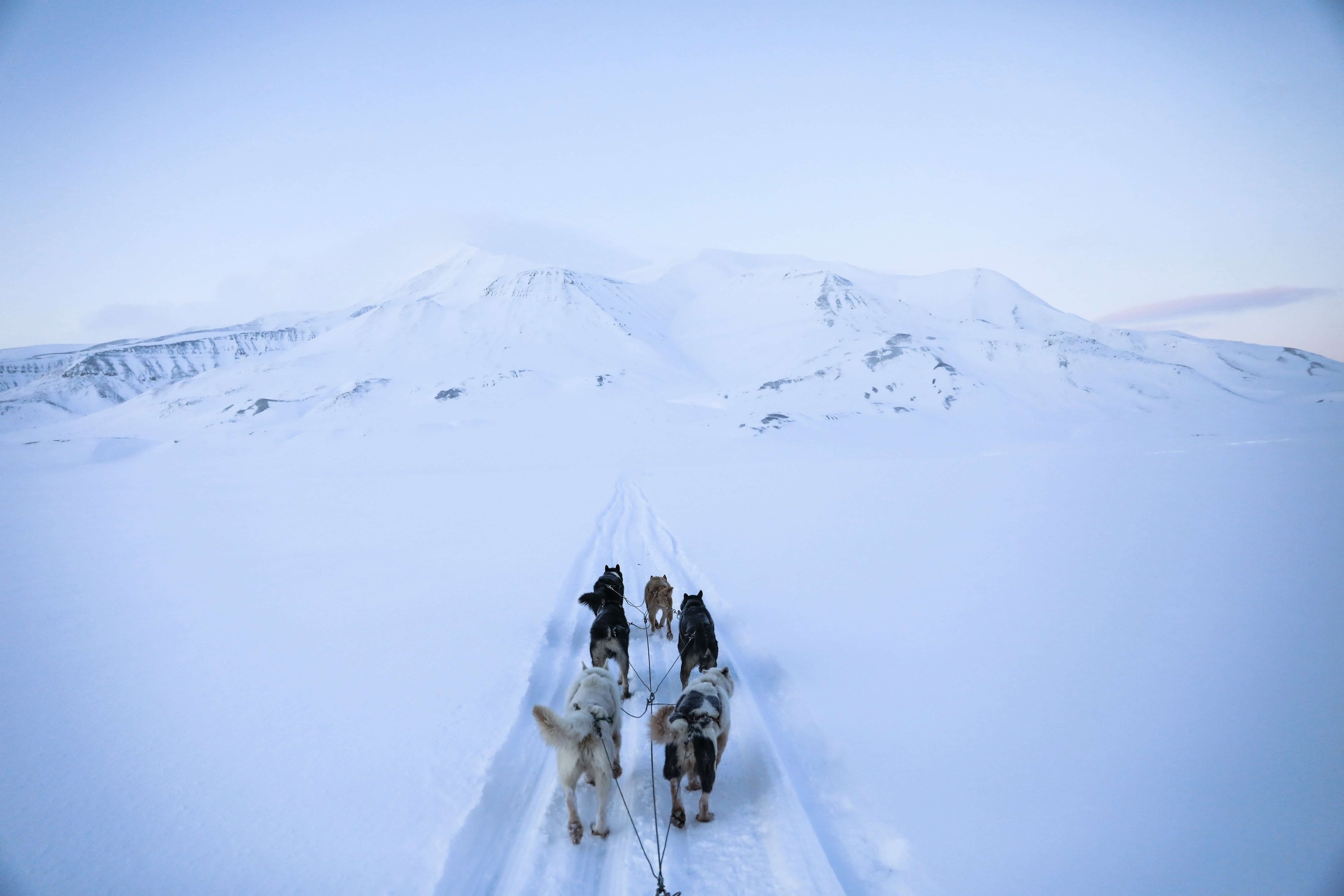 Svalbard, Norway — racing across the Arctic snow by husky sled
