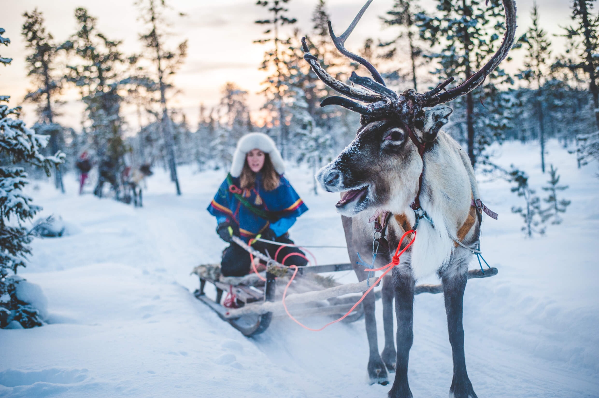 Jukkasjärvi, Swedish Lapland, Sweden — a guided reindeer sled ride through the Lapland snow