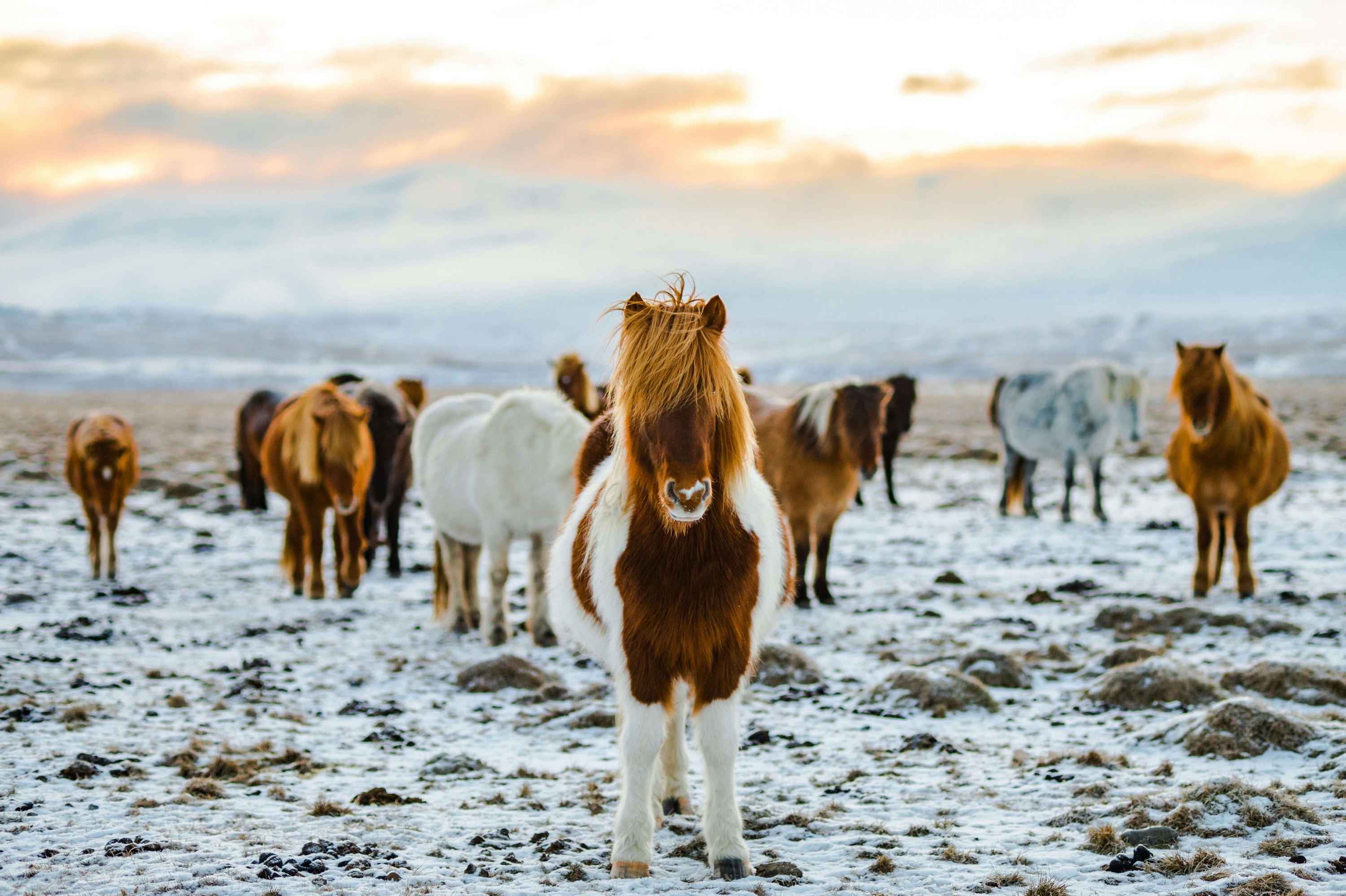 Iceland — Icelandic horses on a windswept beach in winter