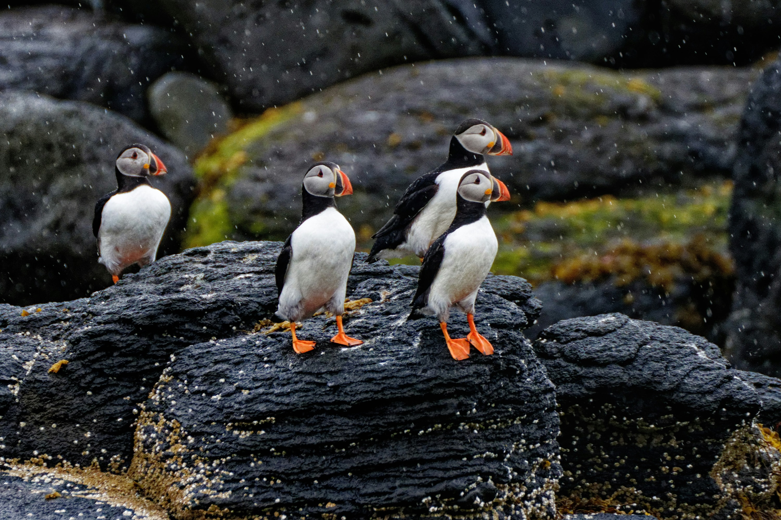 Iceland — Atlantic puffins on the sea cliffs