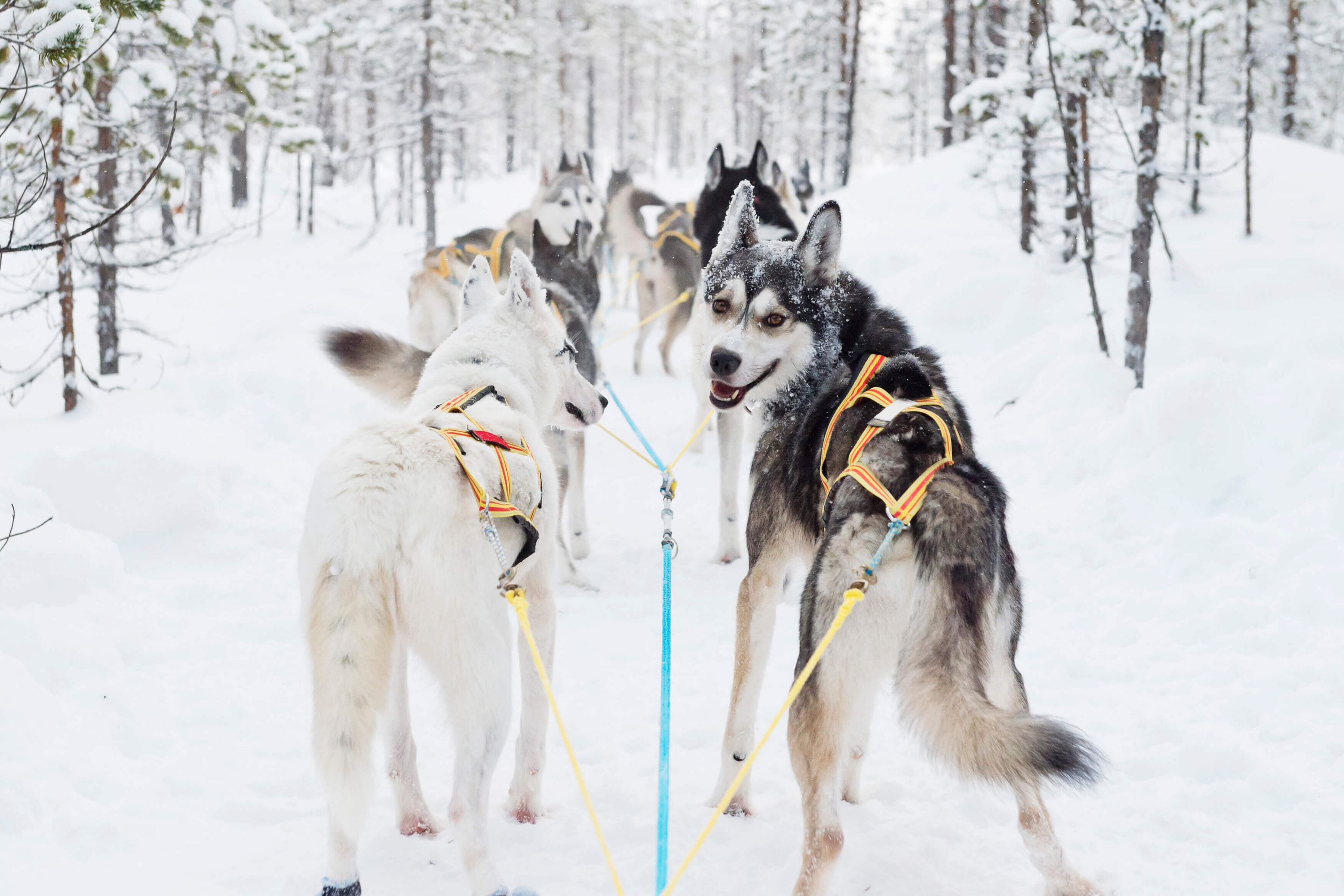 Jokkmokk, Swedish Lapland, Sweden — Siberian huskies harnessed and ready to run through the Lapland snow