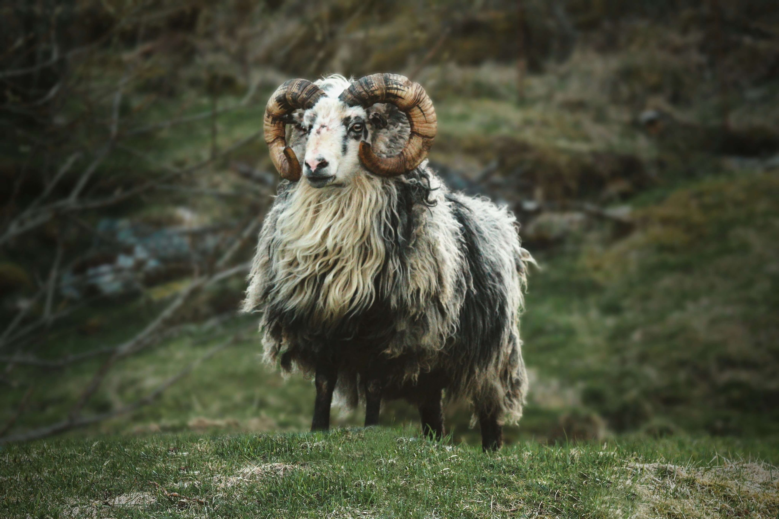 Borgan Island, Trøndelag, Norway — a majestic ram on the hillside of Borgan Island