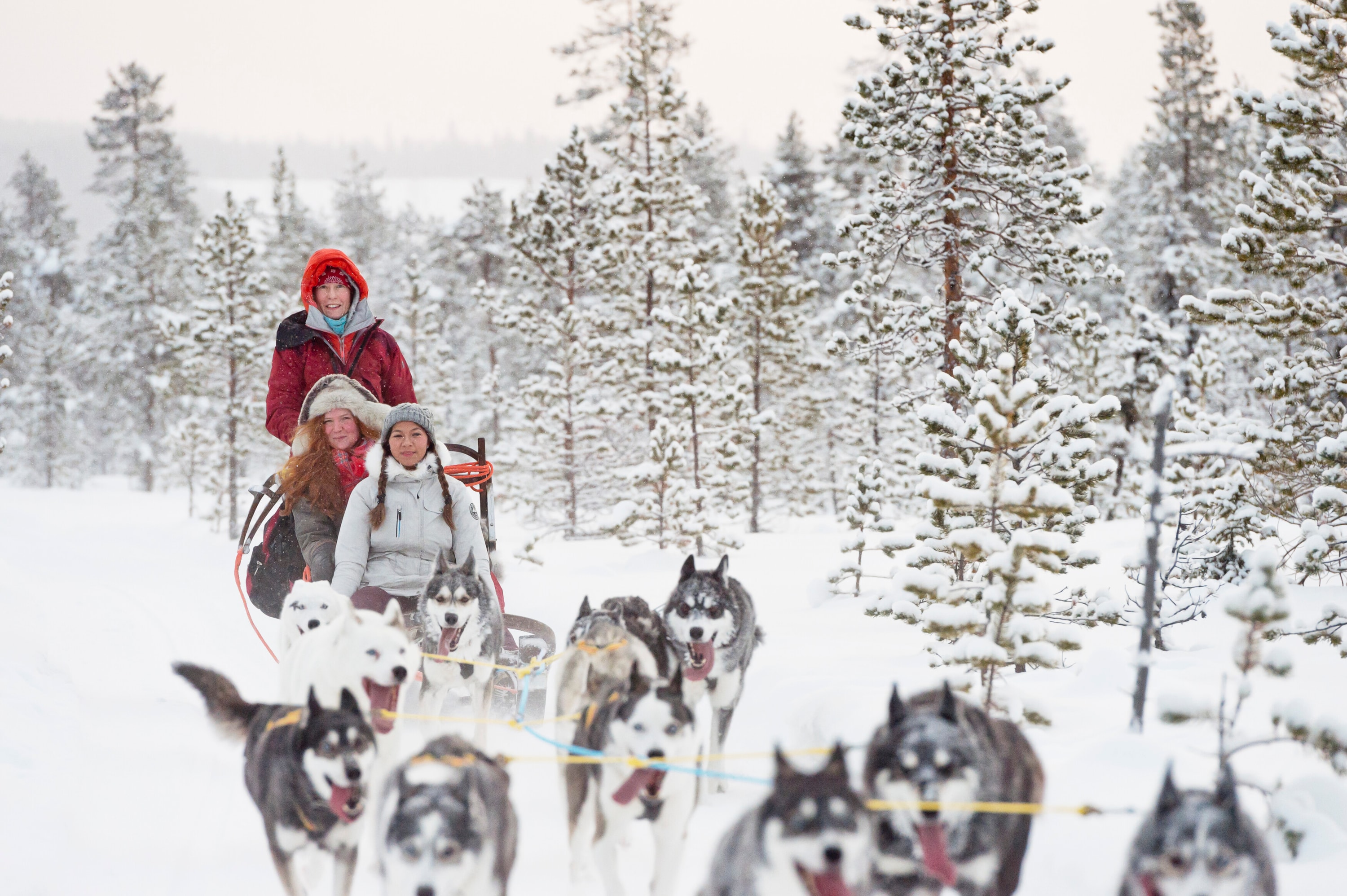 Jokkmokk, Swedish Lapland, Sweden — a Jokkmokkguiderna husky sled tour ready to run through the forests of Lapland